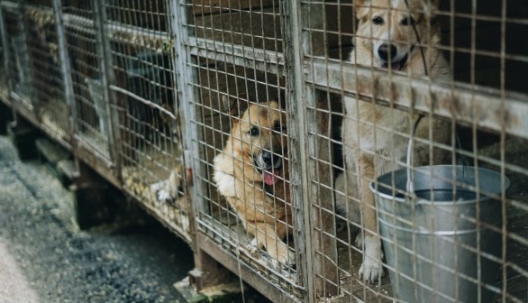 One Dog Dead, Some Injured, About 150 Escaped as Unauthorized Texas Man Unlocks Canine Cages in Shelter
