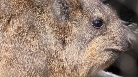 Rock Hyrax