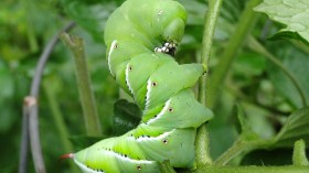 Hornworm