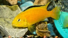 This is an African Cichlid (Labidochromis caeruleus).