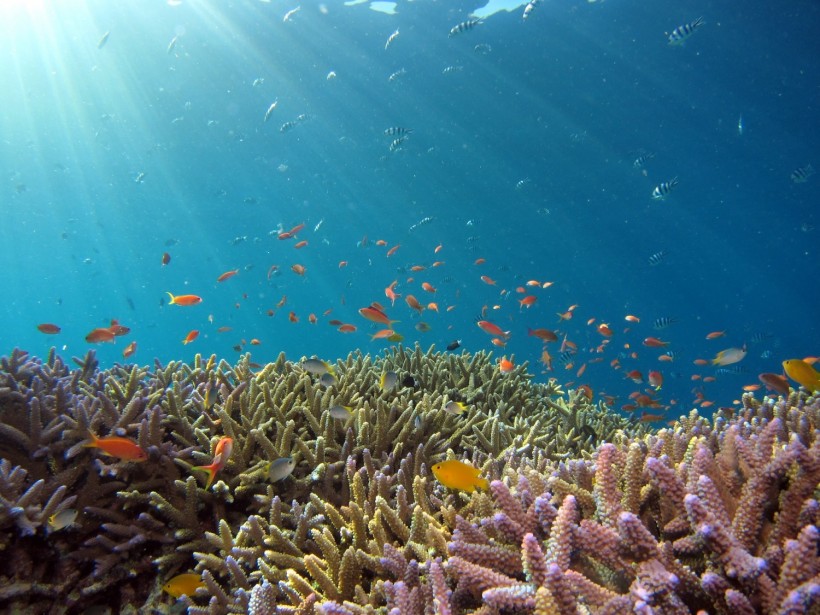 Somatic Mutations in Corals Passed On to Offspring, Could Save Endangered Coral Species