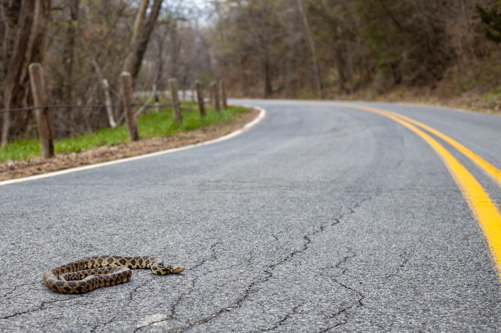 Snake Road to be Closed for Biannual Migration Period in Illinois