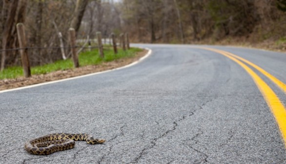 Snake Road to be Closed for Biannual Migration Period —Illinois