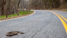 Snake Road to be Closed for Biannual Migration Period —Illinois