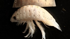 Tiny Isopods with Needle-Sharp Teeth Bite Like Piranhas, San Diego Beachgoer Laments