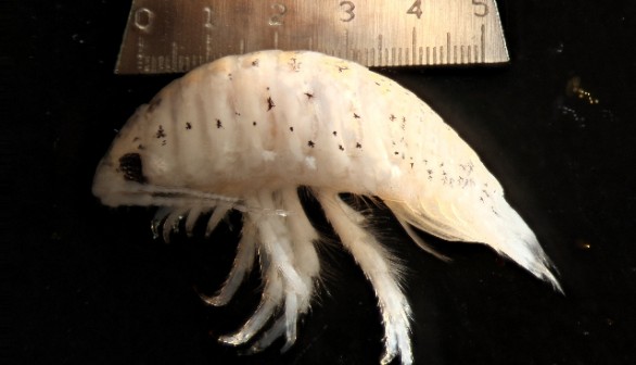 Tiny Isopods with Needle-Sharp Teeth Bite Like Piranhas, San Diego Beachgoer Laments