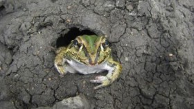 A burrowing frog (Cyclorana alboguttata) is shown emerging from dormancy.