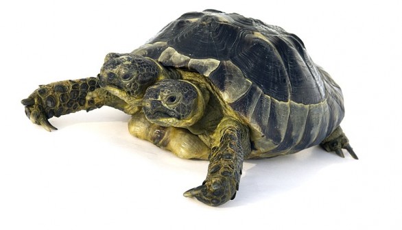 Janus the Two-Headed Tortoise Approaches 25th Birthday on Saturday