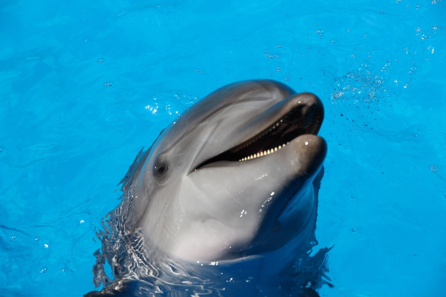 Captive Dolphin Dies From Lung Infection on Las Vegas Strip at Just 19