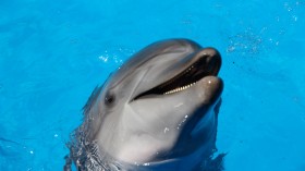 Lung Infection Kills 19-Year-Old Bottlenose Dolphin 'Maverick' — Las Vegas