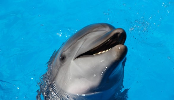 Lung Infection Kills 19-Year-Old Bottlenose Dolphin 'Maverick' — Las Vegas