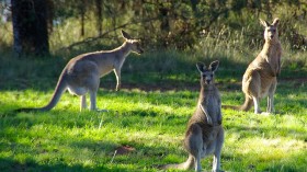 kangaroos