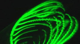 Green fluorescent glow emitted by a lancelet, a marine animal also known as 'amphioxus.'