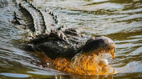 10-Foot-Long Alligator That Followed Family for Years Finally Killed in Florida