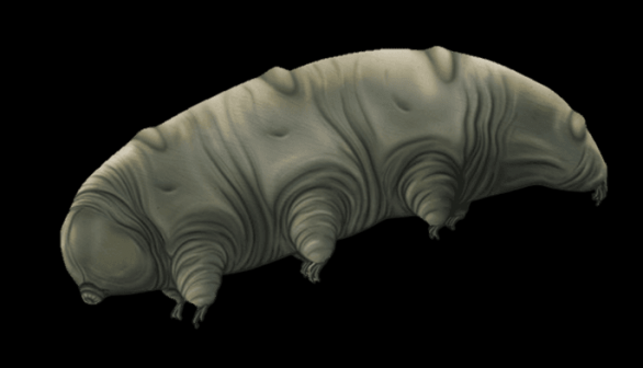 Tardigrades, Water Bears have Unique Protein that Protect Them from Decades of Dehydration