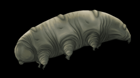 Tardigrades, Water Bears have Unique Protein that Protect Them from Decades of Dehydration