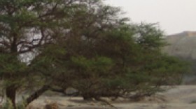 Acacia tree