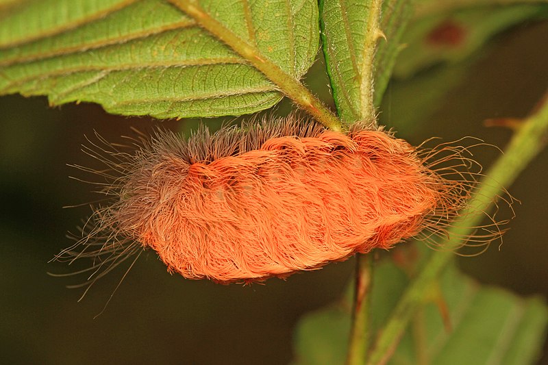 Fuzzy ‘Puss Caterpillars’ With Venomous Hairs And Stings Spotted In ...