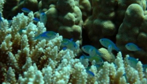 tropical damselfish (Chromis viridis) schooling in a coral reef