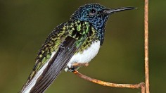 Female Hummingbirds Look Like Males in Deceptive Mimicry, Anti-Predator Defense, Study Shows
