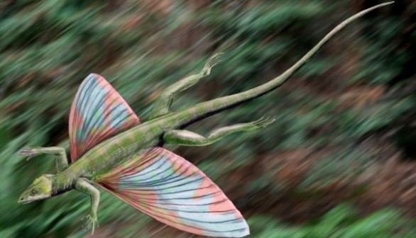 First-Ever Gliding Reptile Looks Like a Dragon, Fossils Reveal