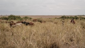 KENYA-ENVIRONMENT-TOURISM-AGRICULTURE-CLIMATE CHANGE