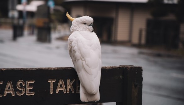 cockatoo