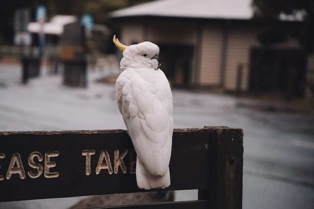 cockatoo