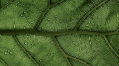 A Ficus Lyrata Leaf in the sunlight