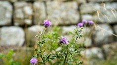 1900 Anniversary Of Hadrian's Wall