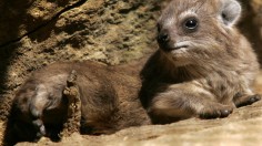 Hyraxes