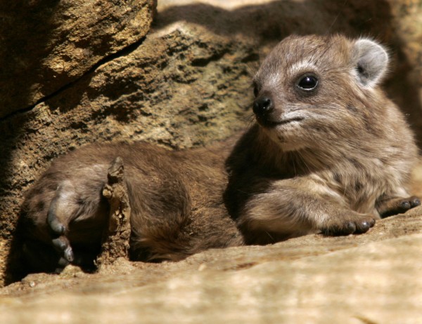 Hyrax