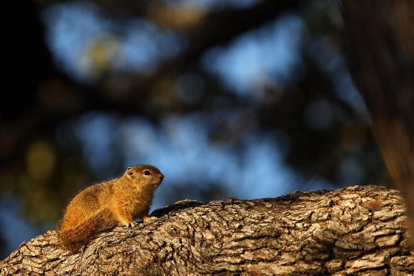 Hyrax