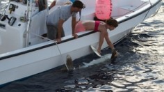 whitetip shark