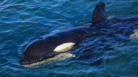 Orca/killer whales