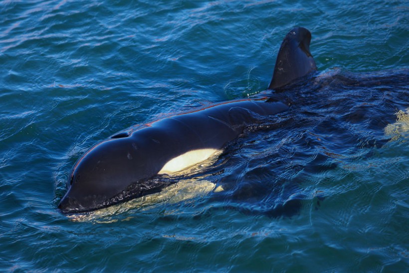 Orca/killer whales
