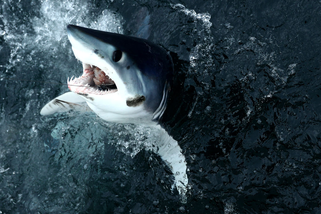 Video Thrashing Mako Shark Washes Up On Shore Next To Beachgoers In Brazil Nature World News