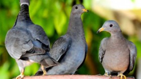 band-tailed pigeon