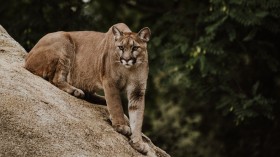 Mother Faces Off with Mountain Lion Cornering 4-Year-Old Boy in California Home
