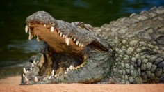 1000-Pound Crocodile, 