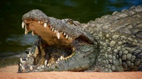 1000-Pound Crocodile, 