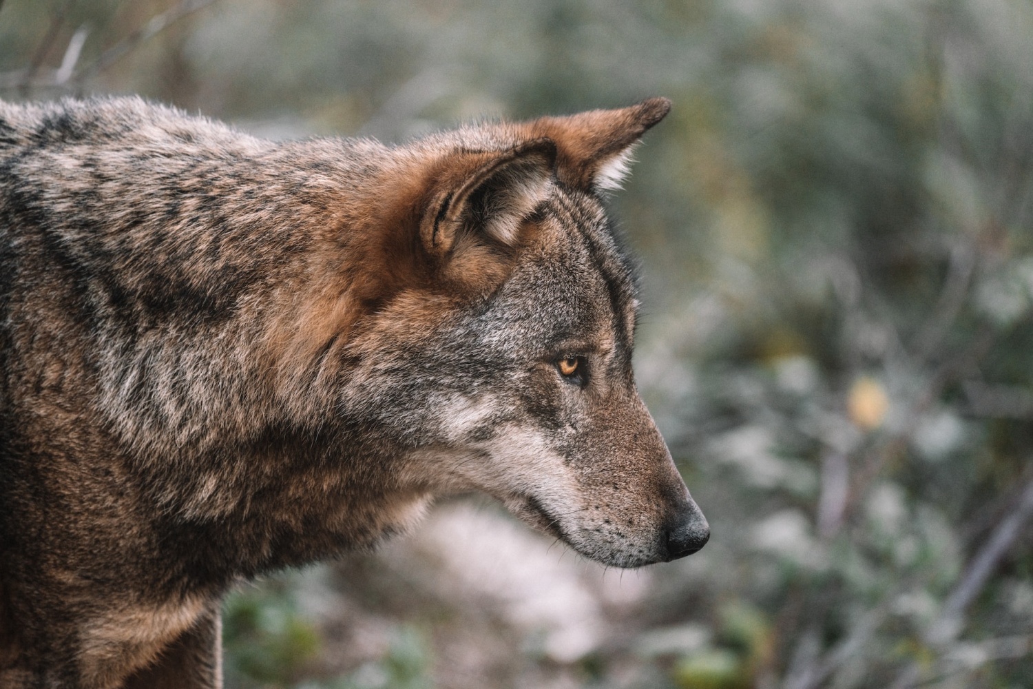 Minnesota Wolf Exhibits Unusual Animal Behavior, Displays Indifference