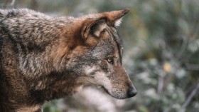 Minnesota Wolf Exhibits Unusual Animal Behavior, Displays Indifference Towards Humans