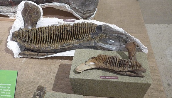 Rare Dinosaur Mummy of Preserved Hadrosaur Found Sticking Out of a Hill in Canada