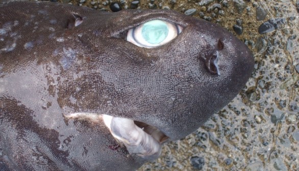 Weird Shark with Rough Skin, Exposed Teeth, Swollen Eyes Caught in Australia: Internet Debates Species