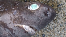 Weird Shark with Rough Skin, Exposed Teeth, Swollen Eyes Caught in Australia: Internet Debates Species