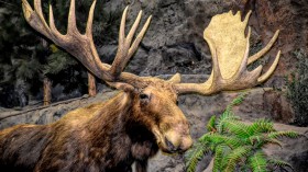 Colorado Hunter Misses Shot, Suffers Injuries After Aggressive Moose Attack