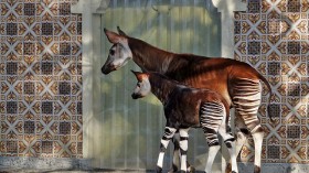 Endangered Okapi Gives Birth in Oklahoma City Zoo