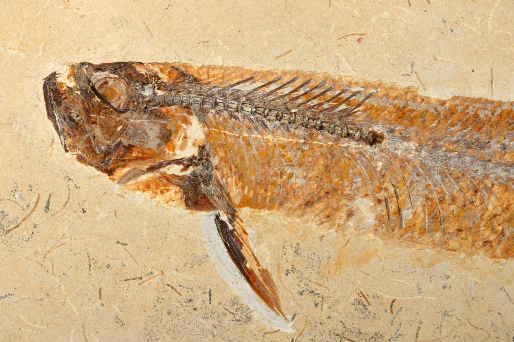 World's Oldest Heart Found from an Ancient Jawed Fish Dating Back to 380  Million years Ago | Nature World News
