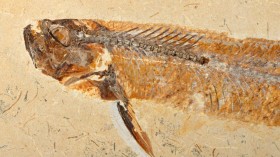Fossilized prehistoric fish